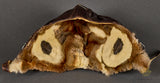 WWII German Luftwaffe LKpW101 Flyers Helmet