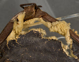 WWII USAAF Type B6 Flight Helmet